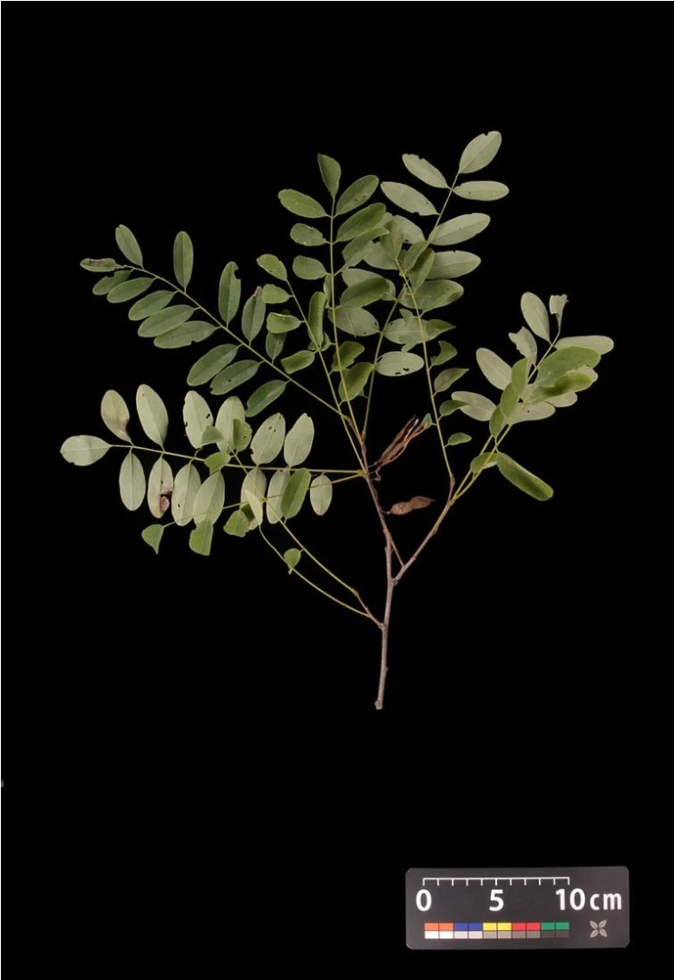 Robinia pseudoacacia 'Umbraculifera' (Robinia akacja biała 'Umbraculifera')