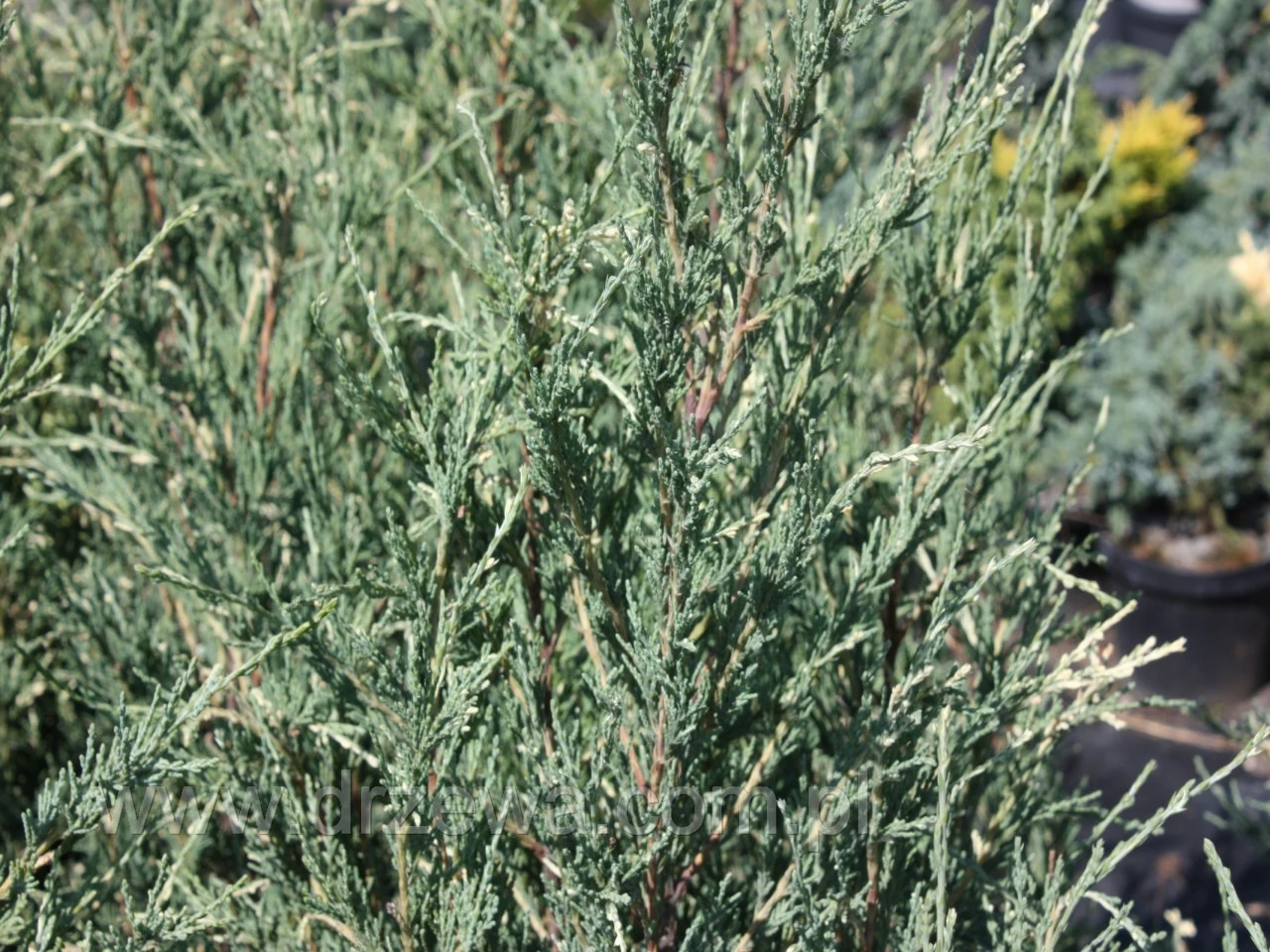 Juniperus scopulorum 'Silver Star' (Jałowiec skalny 'Silver Star')