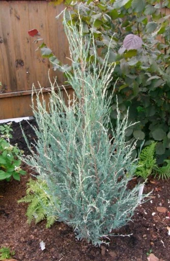 Juniperus scopulorum 'Silver Star' (Jałowiec skalny 'Silver Star')