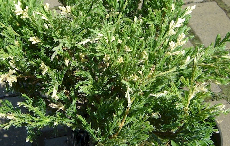 Juniperus sabina 'Variegata' (Jałowiec sabiński 'Variegata')