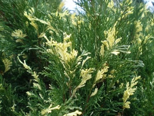 Juniperus sabina 'Variegata' (Jałowiec sabiński 'Variegata')
