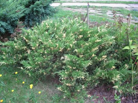 Juniperus sabina 'Variegata' (Jałowiec sabiński 'Variegata')