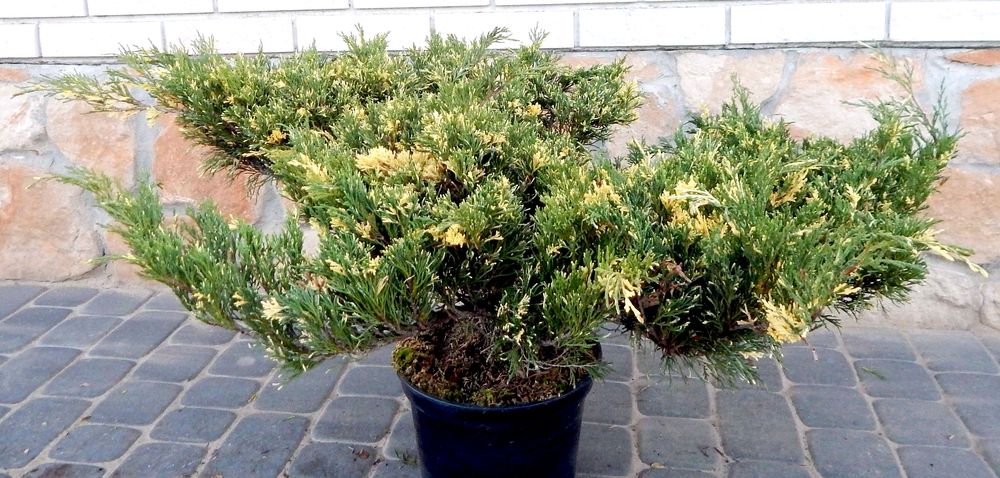 Juniperus sabina 'Variegata' (Jałowiec sabiński 'Variegata')