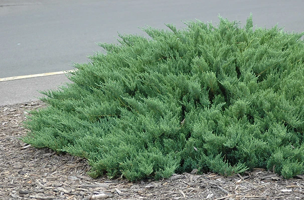 Juniperus sabina 'Tamariscifolia' (Jałowiec sabiński 'Tamariscifolia')