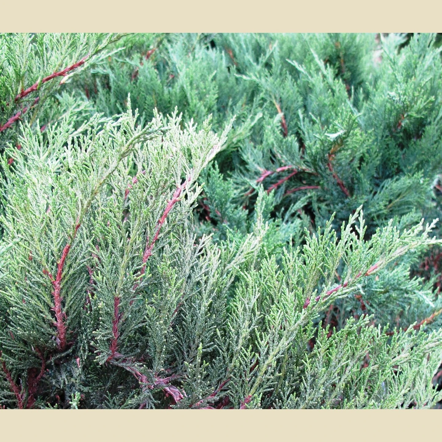 Juniperus sabina 'Tamariscifolia' (Jałowiec sabiński 'Tamariscifolia')