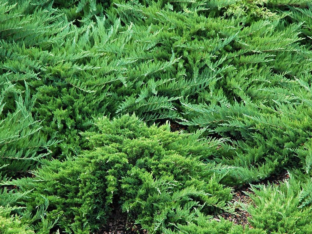 Juniperus sabina 'Tamariscifolia' (Jałowiec sabiński 'Tamariscifolia')