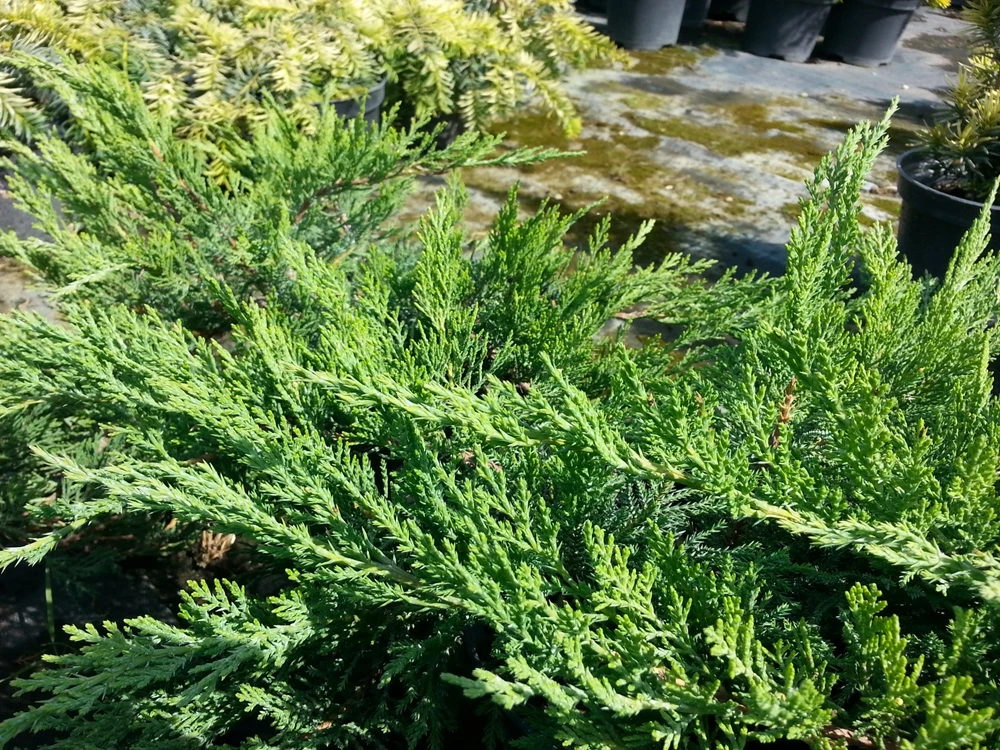 Juniperus sabina 'Tamariscifolia' (Jałowiec sabiński 'Tamariscifolia')