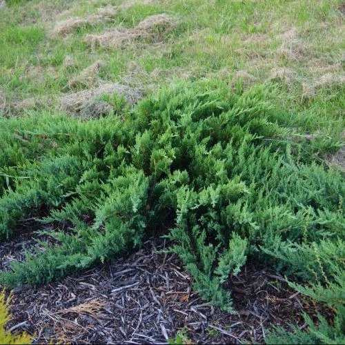 Juniperus sabina 'Tamariscifolia' (Jałowiec sabiński 'Tamariscifolia')
