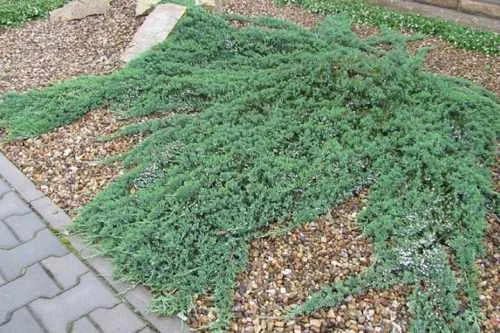 Juniperus horizontalis 'Wiltonii' (Jałowiec płożący'Wiltonii')