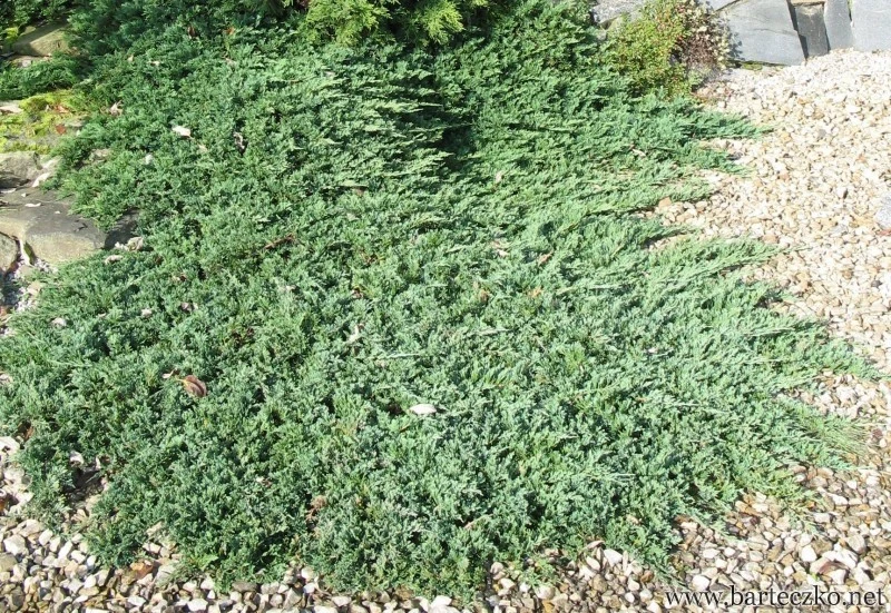 Juniperus horizontalis 'Wiltonii' (Jałowiec płożący'Wiltonii')