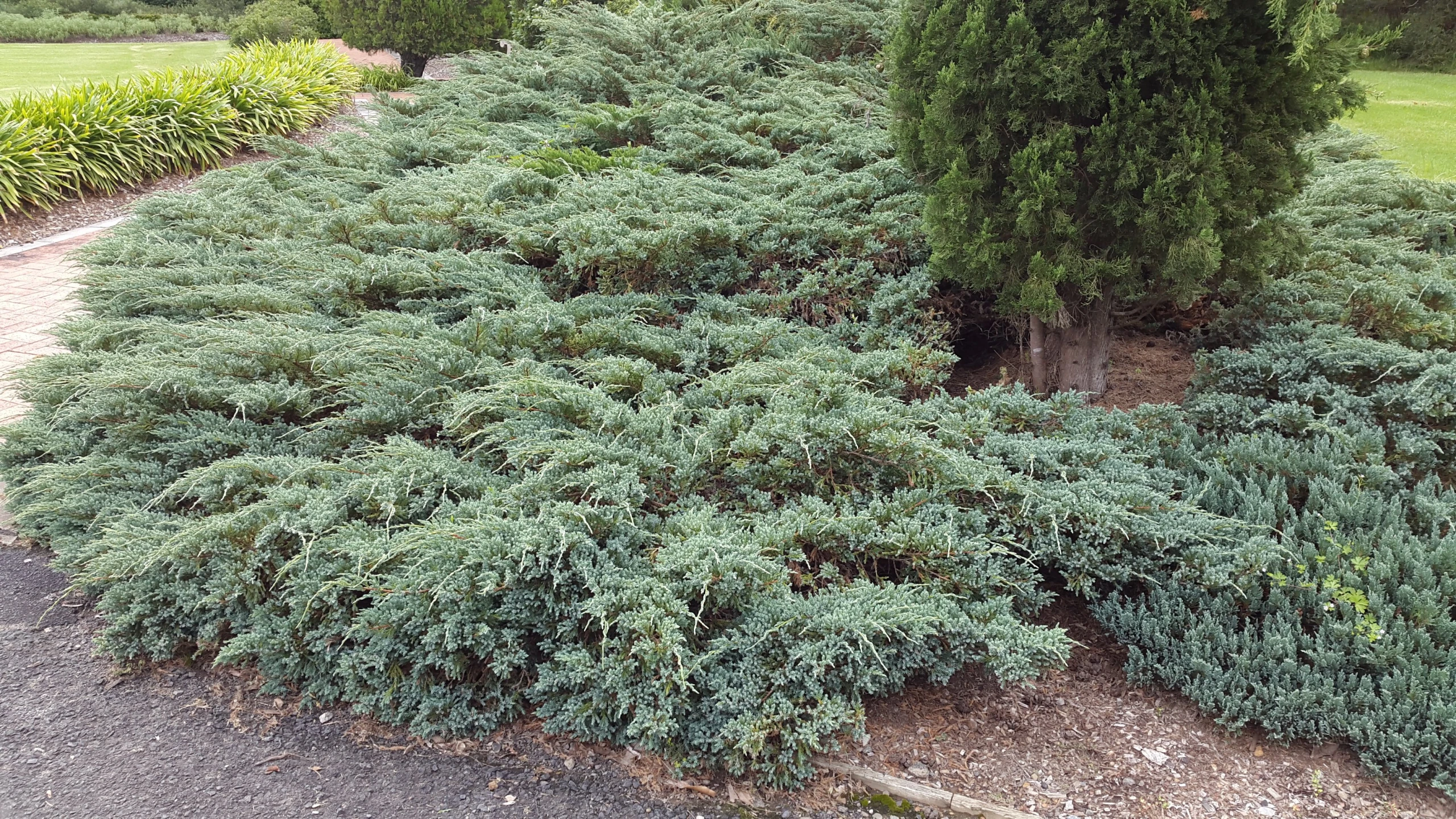 Juniperus horizontalis 'Wiltonii' (Jałowiec płożący'Wiltonii')
