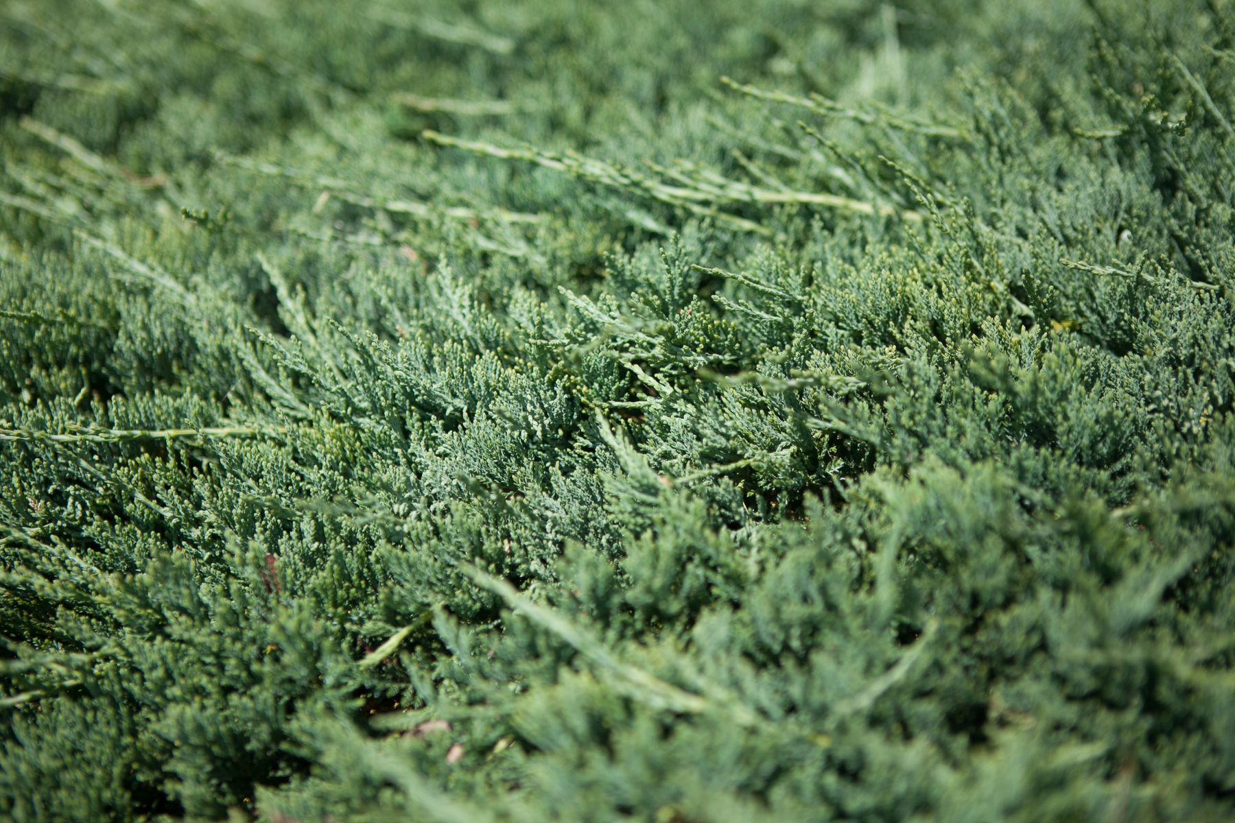 Juniperus horizontalis 'Wiltonii' (Jałowiec płożący'Wiltonii')