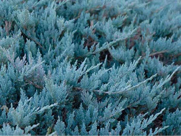 Juniperus horizontalis 'Blue Chip' (Jałowiec płożący'Blue Chip')