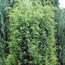 Juniperus communis 'Bruns' (Jałowiec pospolity 'Bruns')