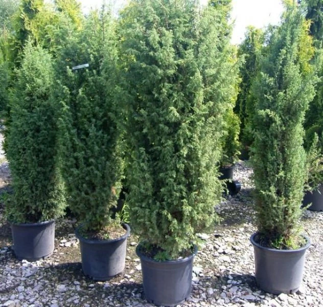 Juniperus communis 'Bruns' (Jałowiec pospolity 'Bruns')