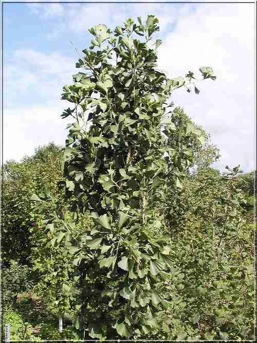 Ginkgo biloba 'Tremonia' (Miłorząb dwuklapowy 'Tremonia')
