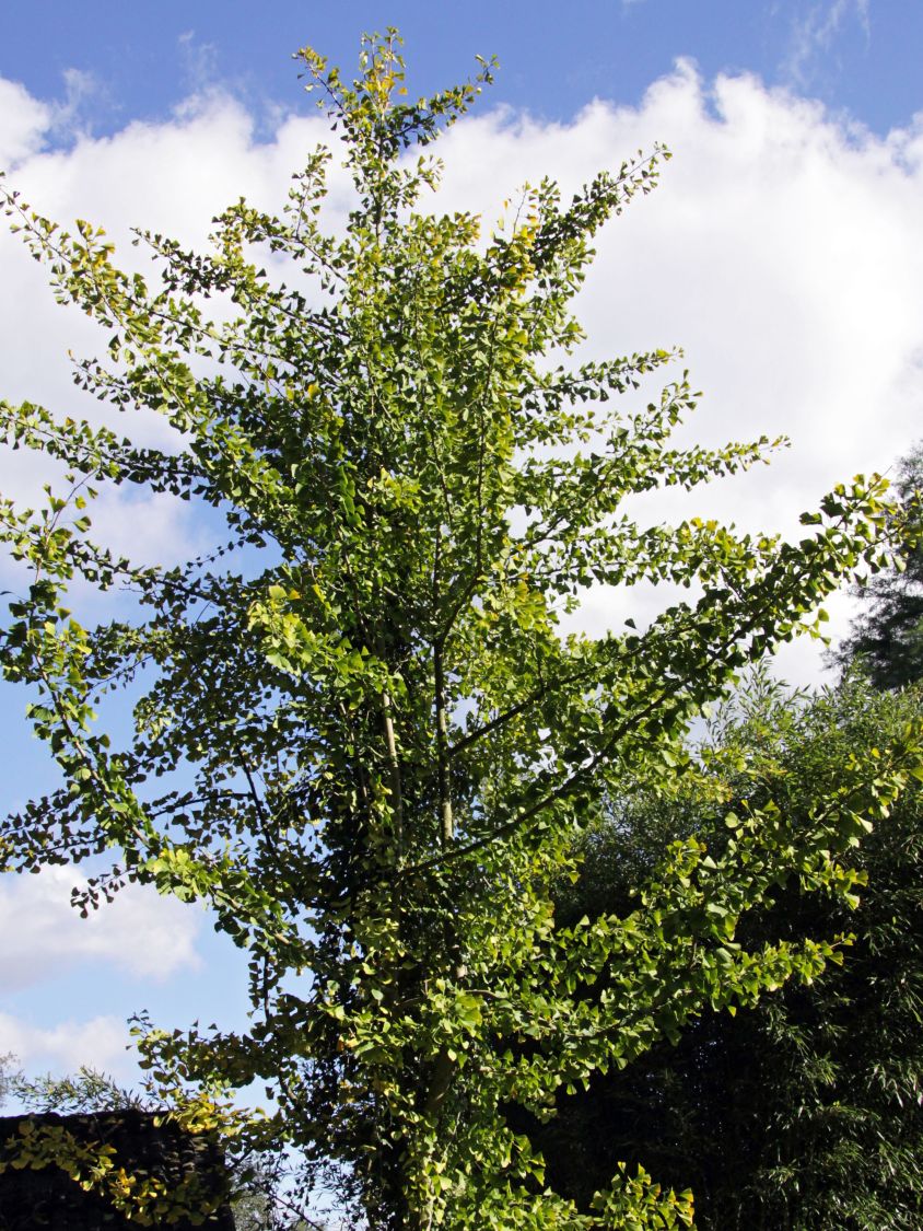 Ginkgo biloba 'Tremonia' (Miłorząb dwuklapowy 'Tremonia')