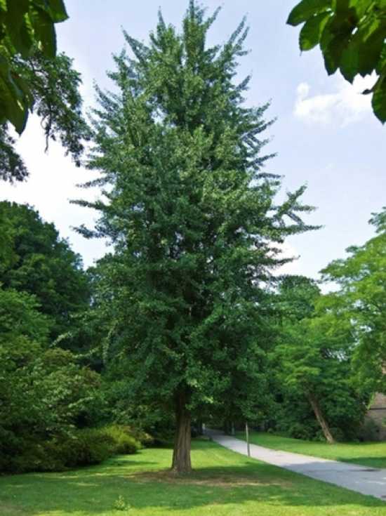 Ginkgo biloba 'Tremonia' (Miłorząb dwuklapowy 'Tremonia')