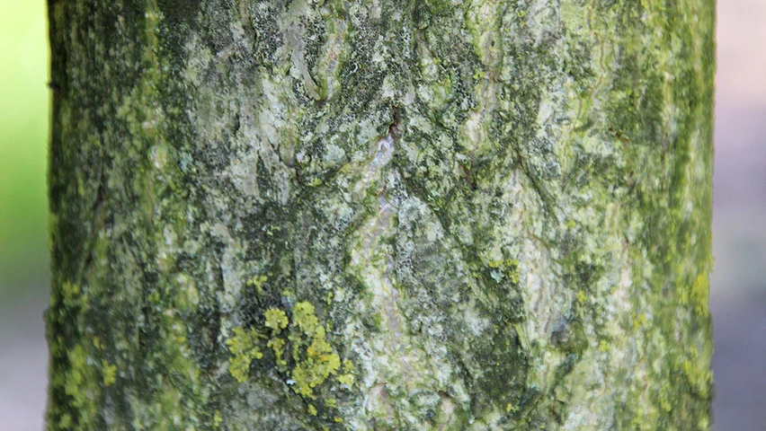Ginkgo biloba 'Tremonia' (Miłorząb dwuklapowy 'Tremonia')