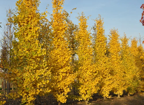 Ginkgo biloba 'Tremonia' (Miłorząb dwuklapowy 'Tremonia')