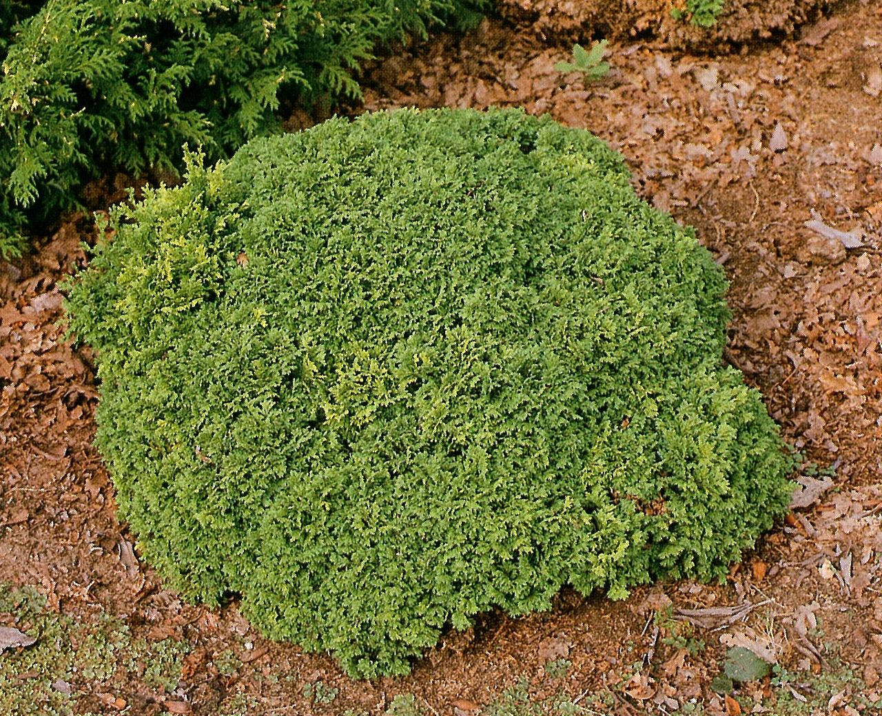 Chamaecyparis pisifera 'Nana' (cyprysik groszkowy 'Nana')