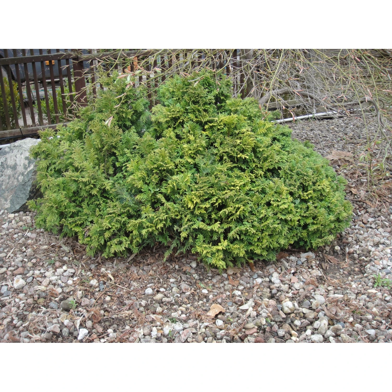 Chamaecyparis pisifera 'Nana' (cyprysik groszkowy 'Nana')