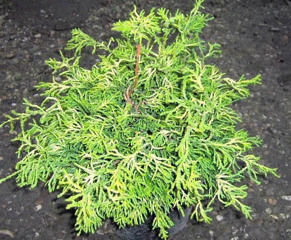 Chamaecyparis obtusa 'Tsatsumi Gold' (Cyprysik tępołuskowy 'Tsatsumi Gold')