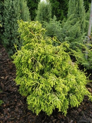 Chamaecyparis obtusa 'Tsatsumi Gold' (Cyprysik tępołuskowy 'Tsatsumi Gold')