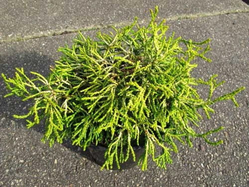 Chamaecyparis obtusa 'Tsatsumi Gold' (Cyprysik tępołuskowy 'Tsatsumi Gold')