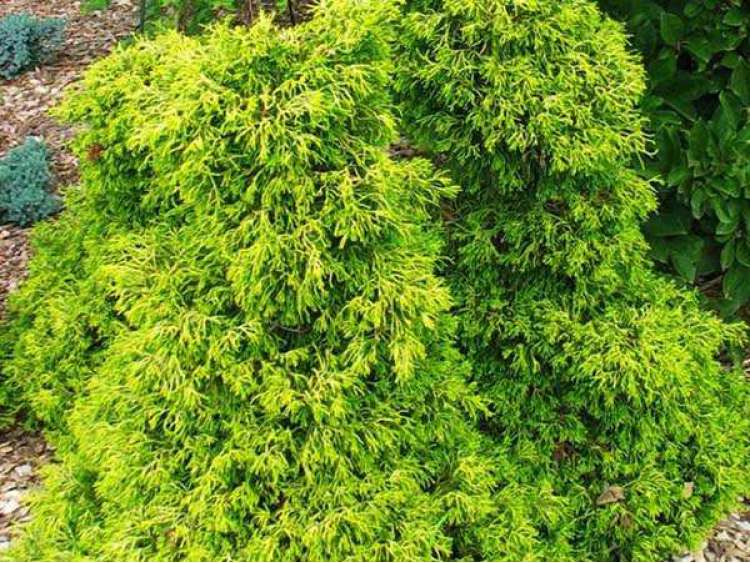 Chamaecyparis obtusa 'Tsatsumi Gold' (Cyprysik tępołuskowy 'Tsatsumi Gold')