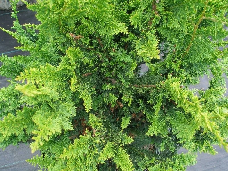 Chamaecyparis obtusa 'Filicoides' (Cyprysik tępołuskowy 'Filicoides')