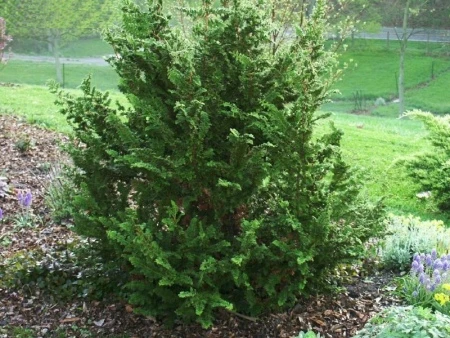 Chamaecyparis obtusa 'Filicoides' (Cyprysik tępołuskowy 'Filicoides')