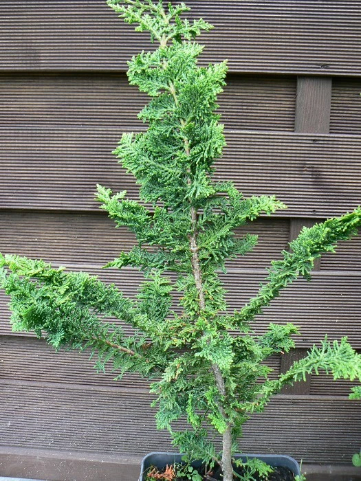 Chamaecyparis obtusa 'Filicoides' (Cyprysik tępołuskowy 'Filicoides')