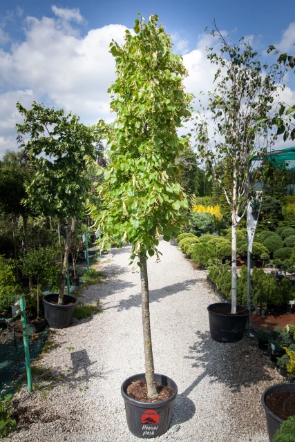 Tilia cordata (Lipa drobnolistna)