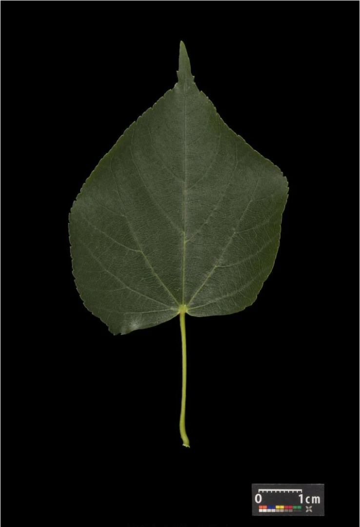 Tilia cordata (Lipa drobnolistna)