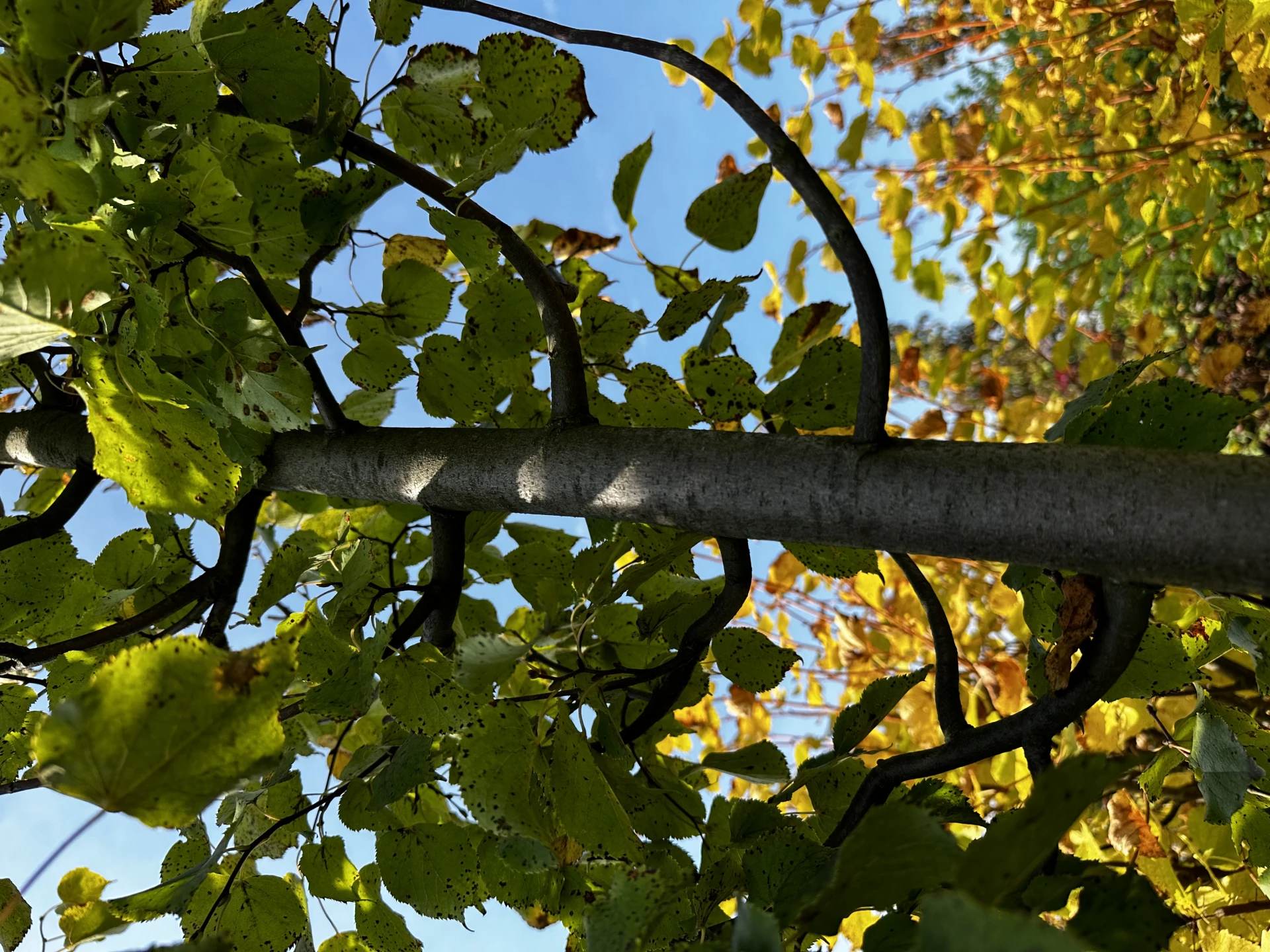 Tilia cordata (Lipa drobnolistna)