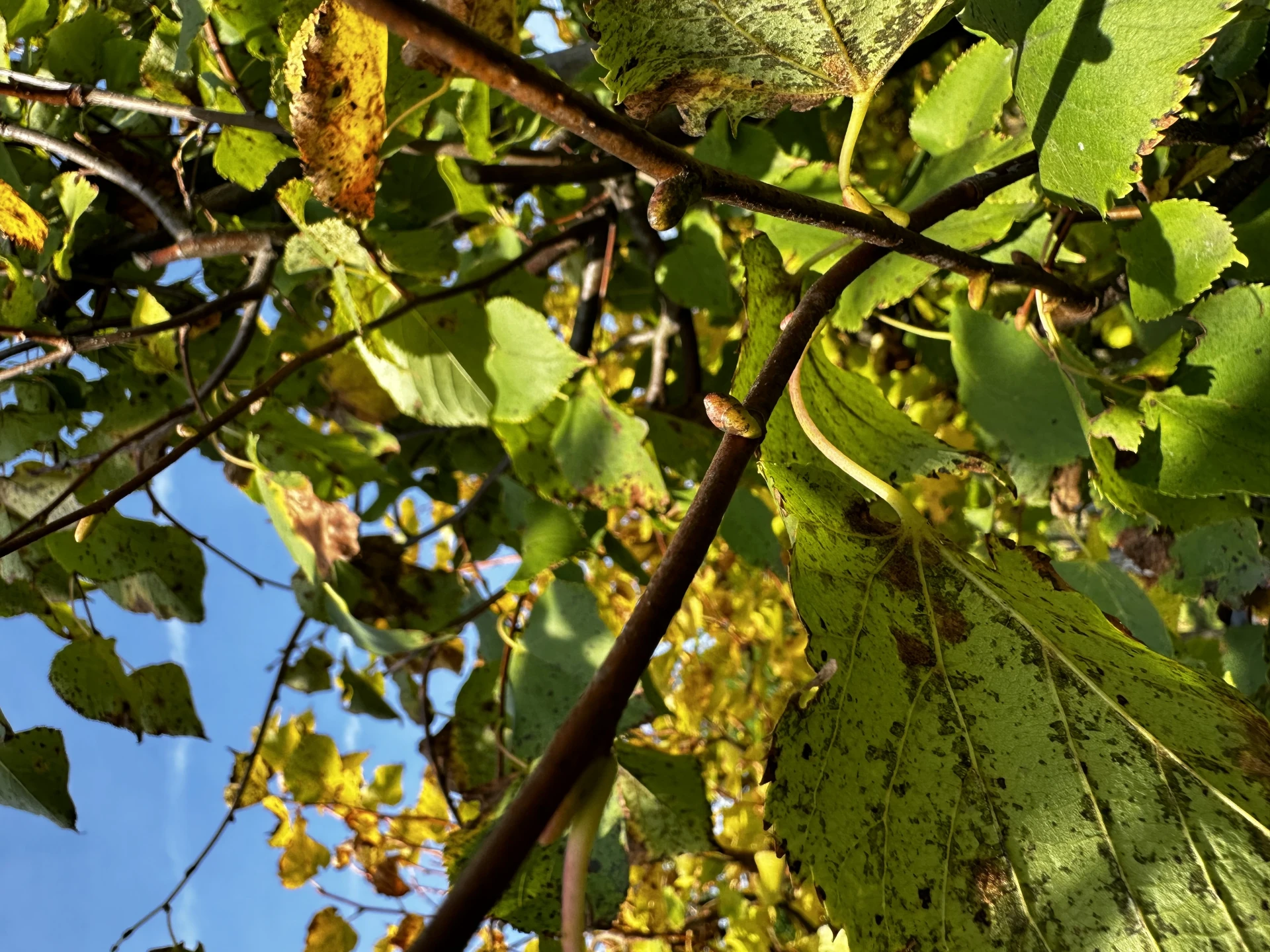 Tilia cordata (Lipa drobnolistna)
