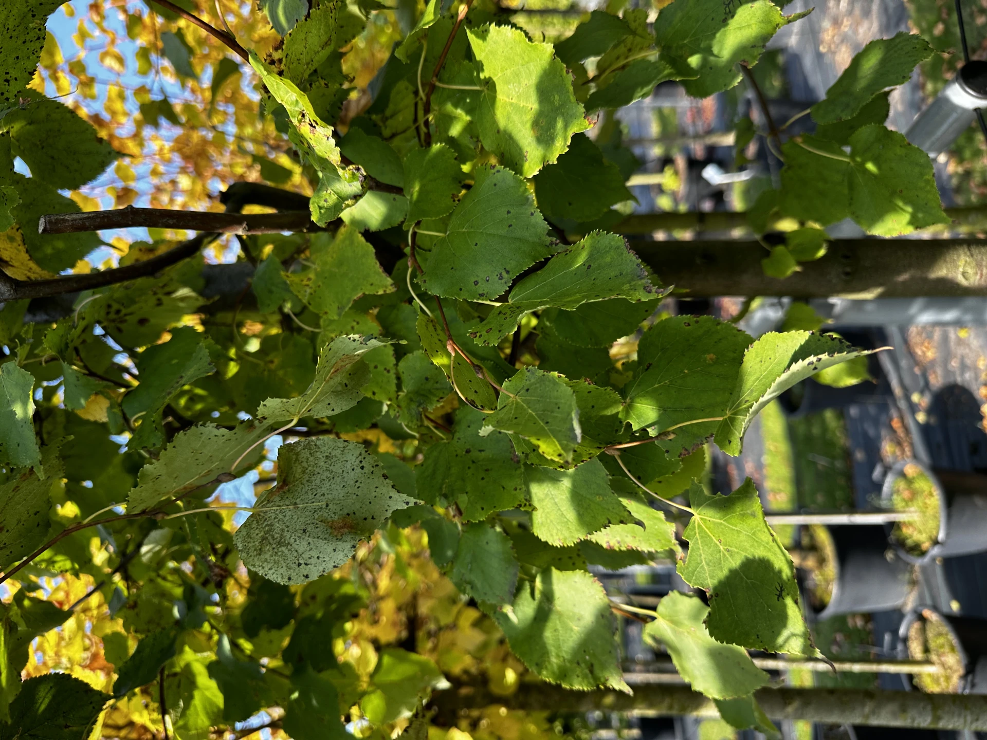 Tilia cordata (Lipa drobnolistna)
