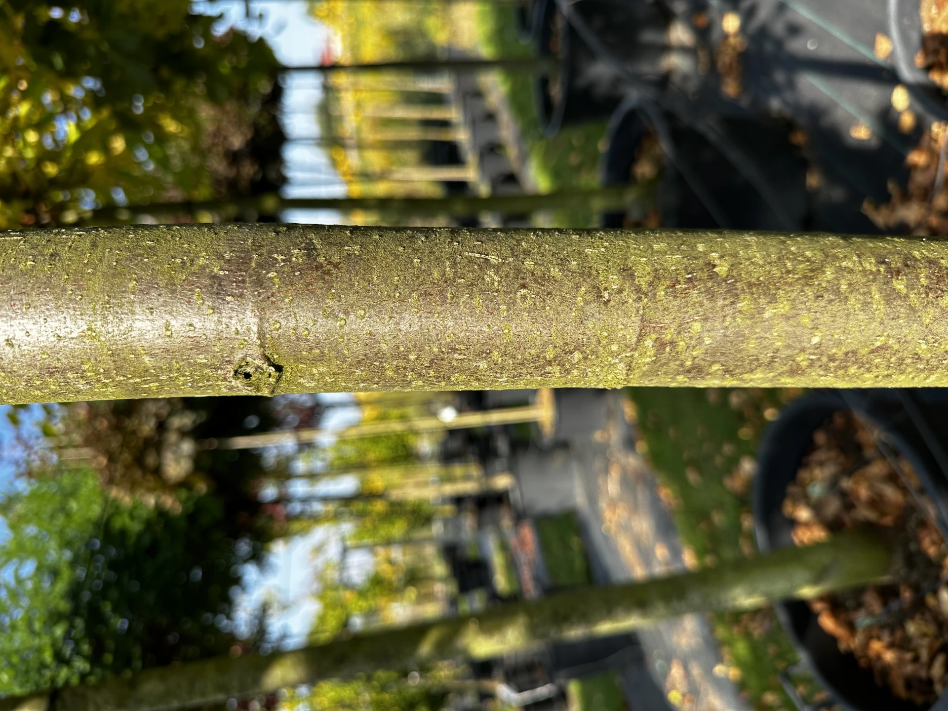 Tilia cordata (Lipa drobnolistna)