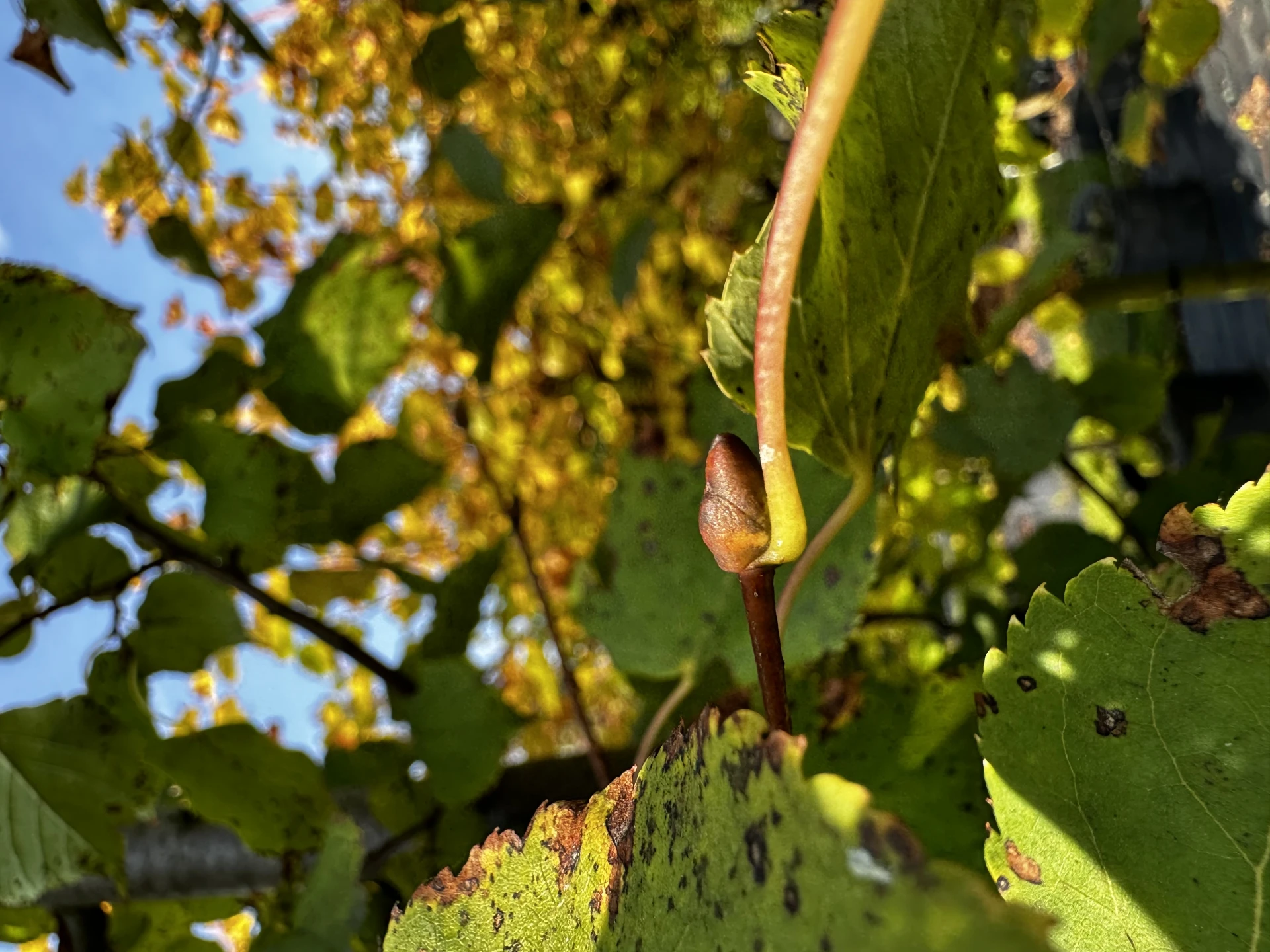 Tilia cordata (Lipa drobnolistna)