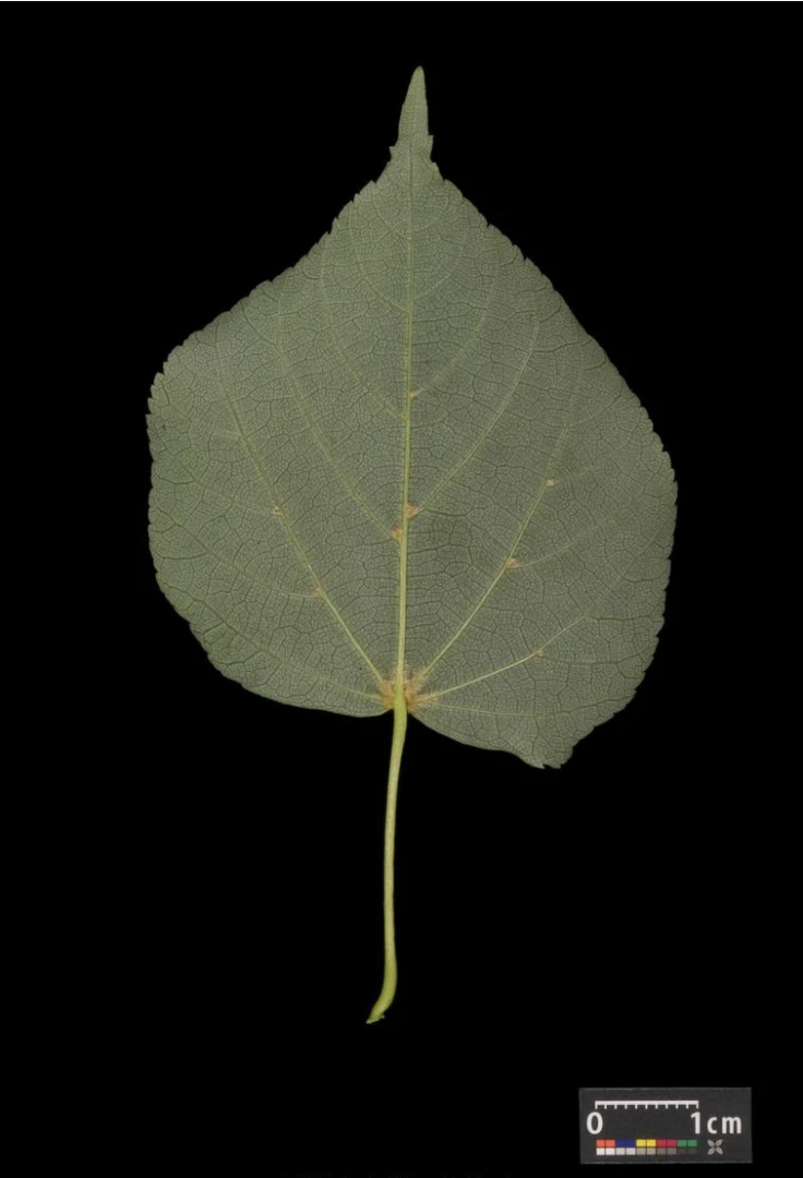 Tilia cordata (Lipa drobnolistna)