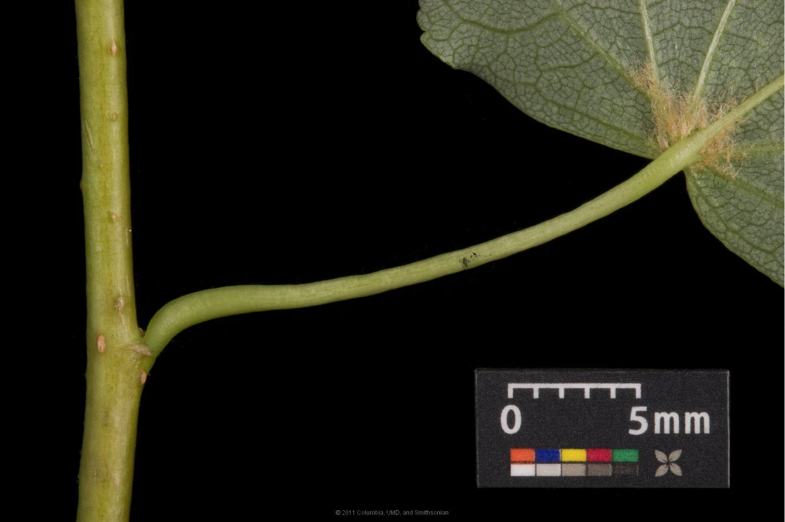 Tilia cordata (Lipa drobnolistna)