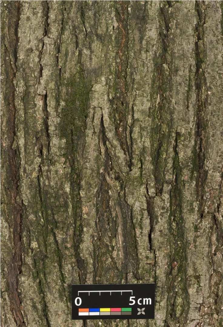 Tilia cordata (Lipa drobnolistna)