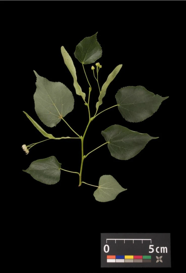 Tilia cordata (Lipa drobnolistna)