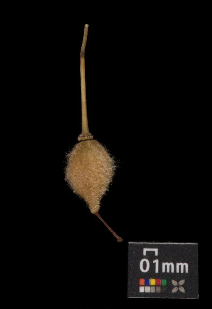 Tilia cordata (Lipa drobnolistna)