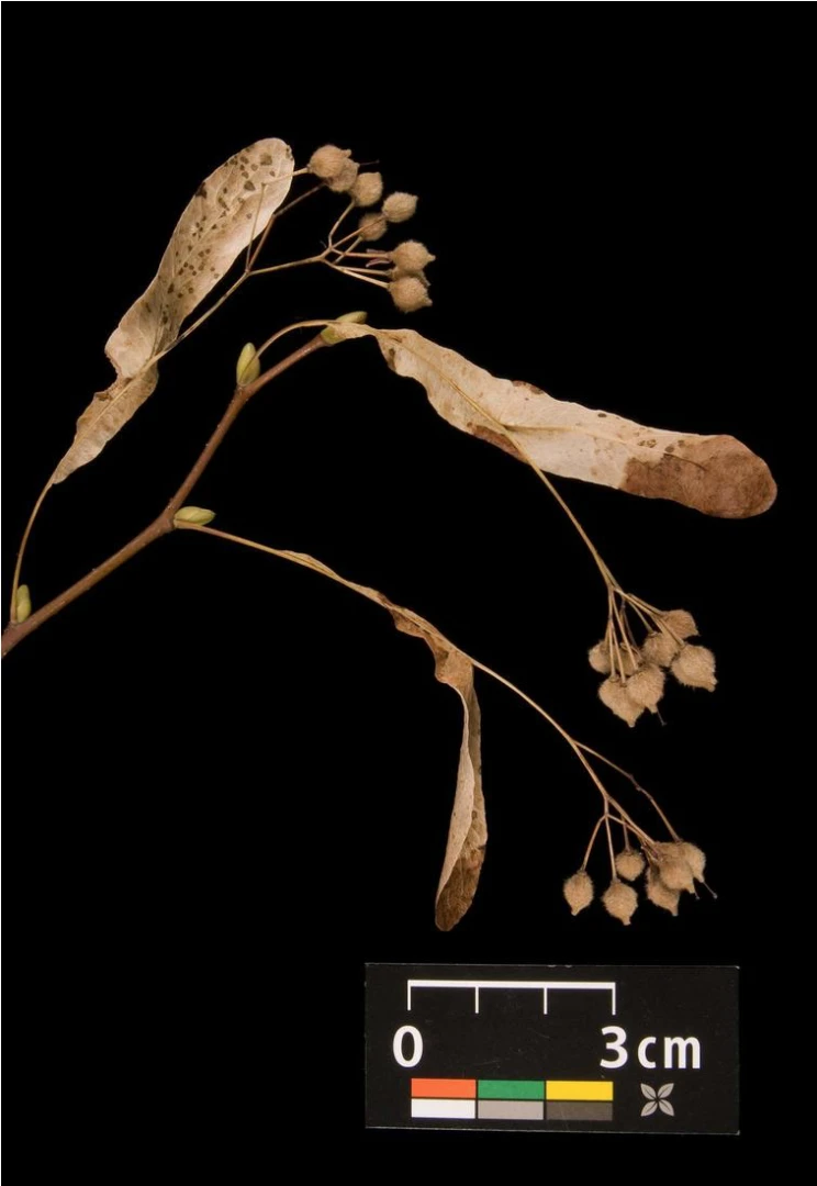 Tilia cordata (Lipa drobnolistna)