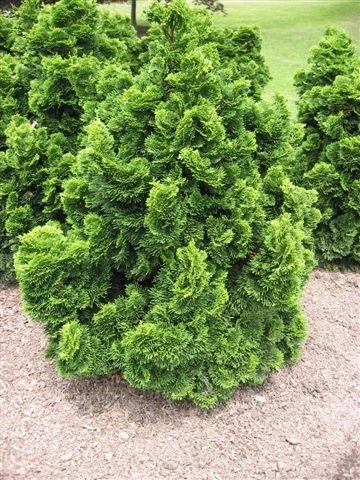 Chamaecyparis obtusa 'Contorta' (Cyprysik tępołuskowy 'Contorta')