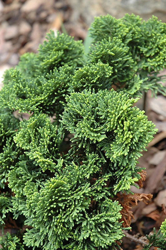 Chamaecyparis obtusa 'Contorta' (Cyprysik tępołuskowy 'Contorta')