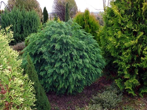 Chamaecyparis lawsoniana 'Globosa' (Cyprysik Lawsona 'Globosa')