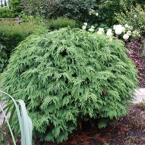 Chamaecyparis lawsoniana 'Globosa' (Cyprysik Lawsona 'Globosa')